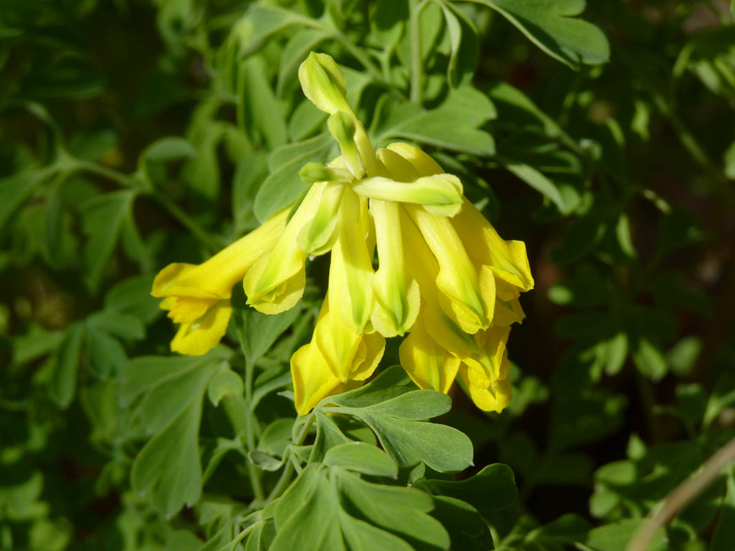 Pseudofumaria lutea photo
